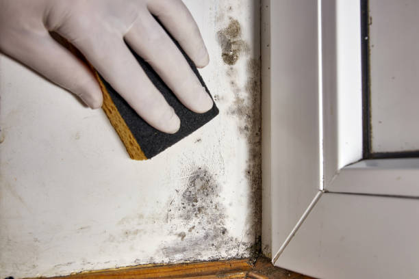 Best Water Damage & Mold Remediation  in Rancho Mirage, CA