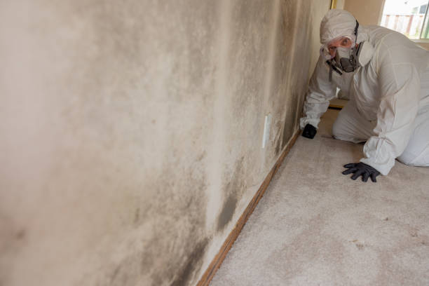 Dehumidification Services in Rancho Mirage, CA